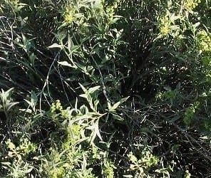 Dealing with ragweed:  the culprit behind fall allergies