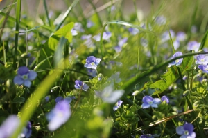 Spring Allergy Capitals