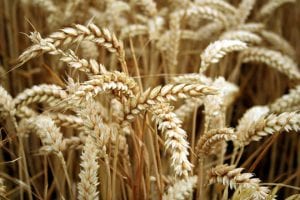 wheat allergies