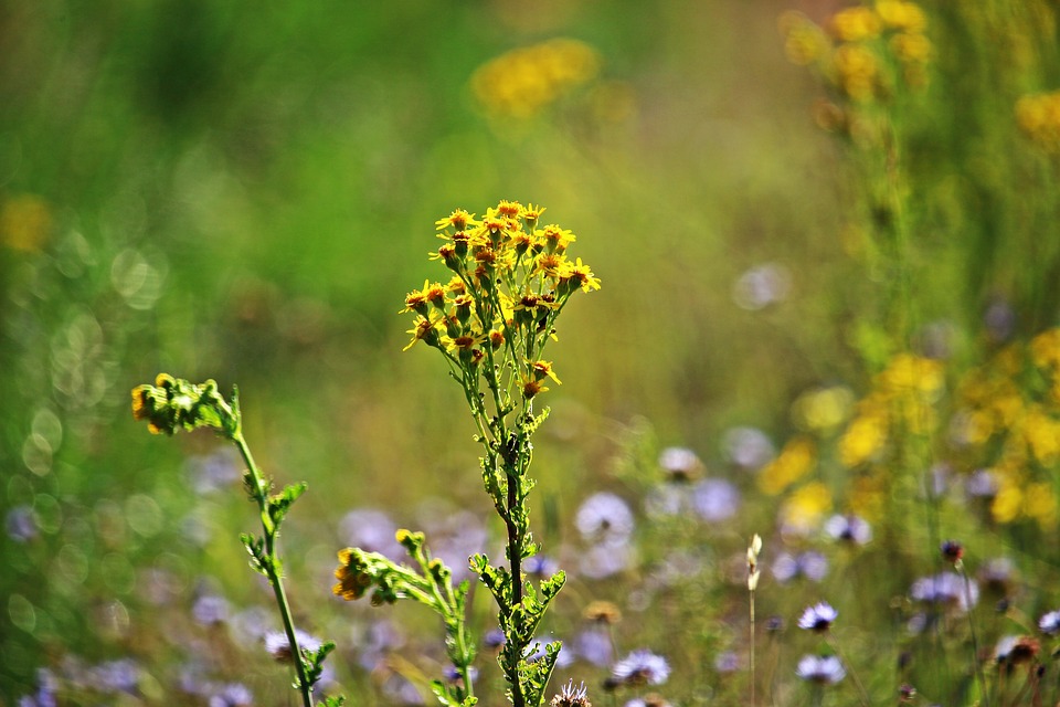 Allergy during Ragweed Season