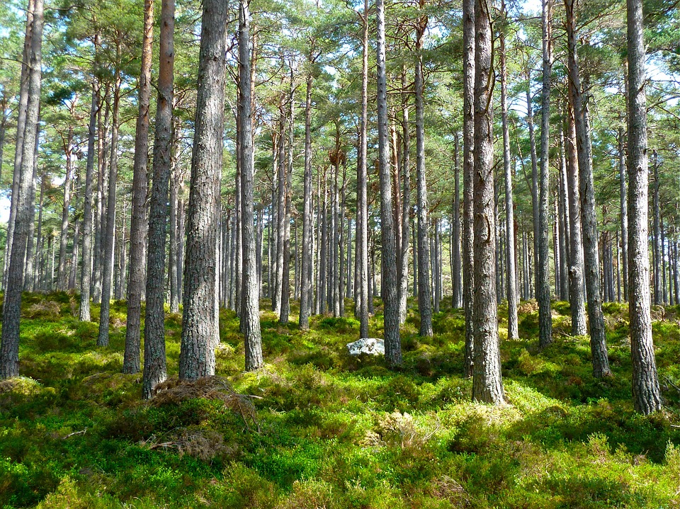 Tree Pollens