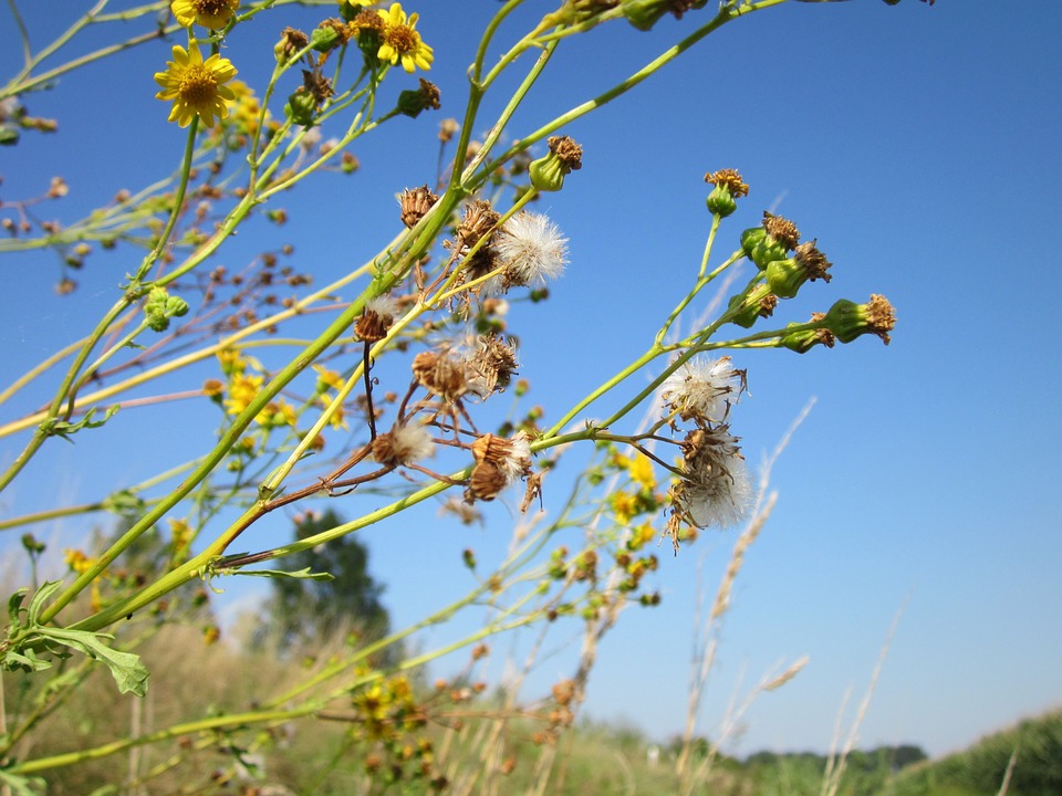 Ragweed Season Getting Worse