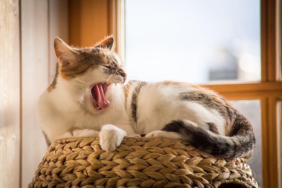 Solution for Cat and Dog Allergies Solution for Cat and Dog Allergies