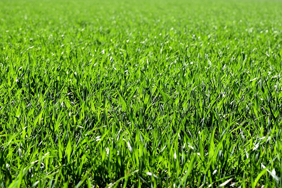 Summer Sneeze Grass Allergy Summer Sneeze Grass Allergy
