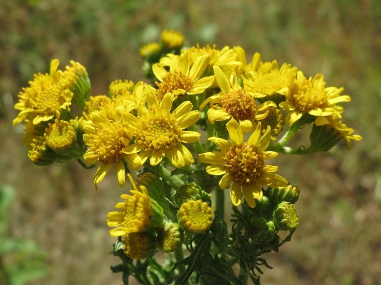 Are You Ready for Ragweed Season?