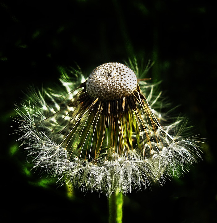 Pollens Strike