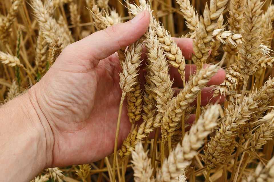 Wheat Allergy and Gluten Intolerance