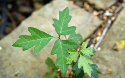 Protect Yourself from Allergic Reactions to Poison Ivy